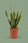 Pante d'intérieur verte : Sansevieria 50 cm