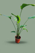 Pante d'intérieur verte : Strelitzia 1m20