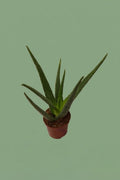 Pante d'intérieur verte : Aloe Vera