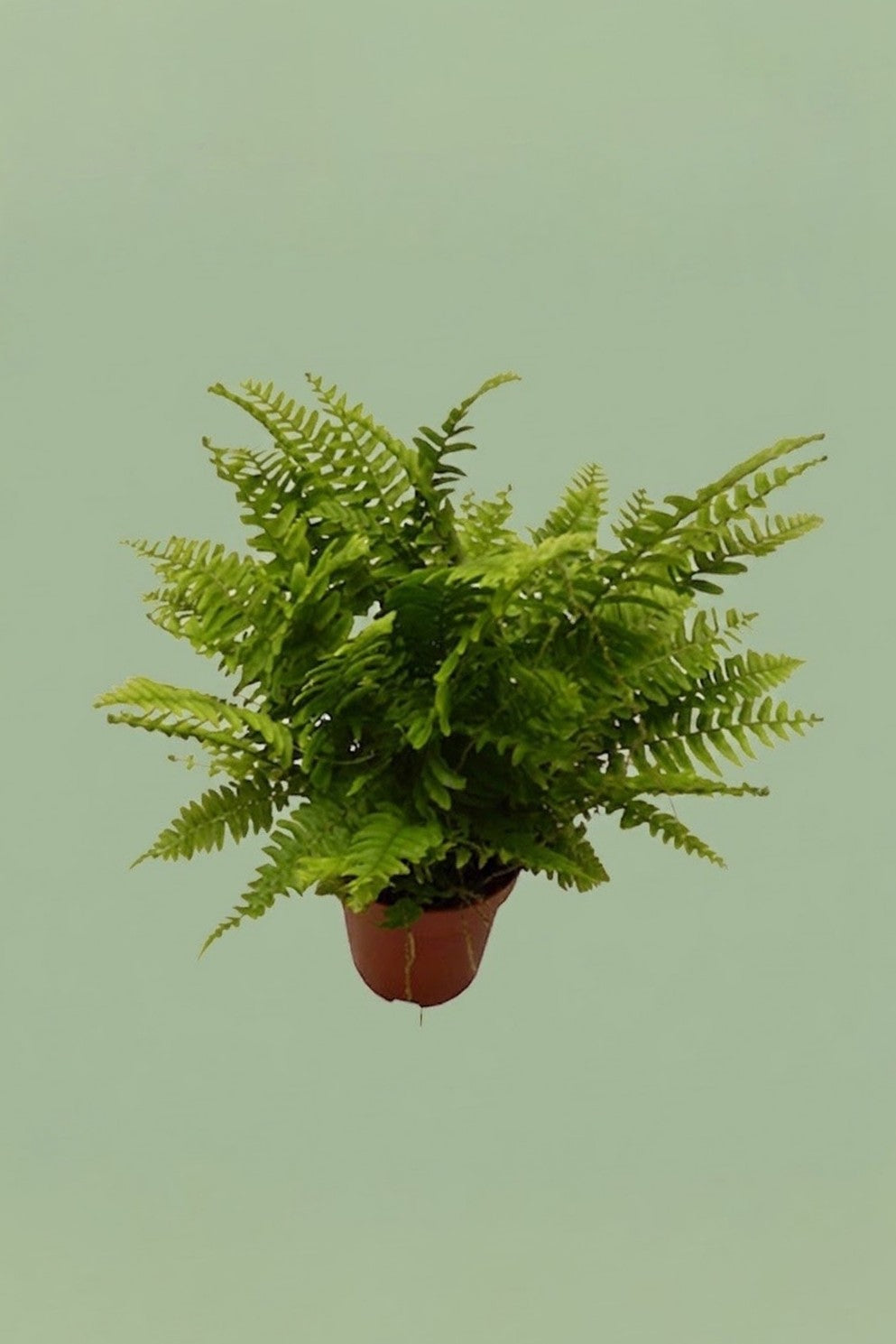 Pante d'intérieur verte : Nephrolepis Exaltata (Fougère de Boston)
