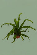 Pante d'intérieur verte : Asplenium Nidus Osaka