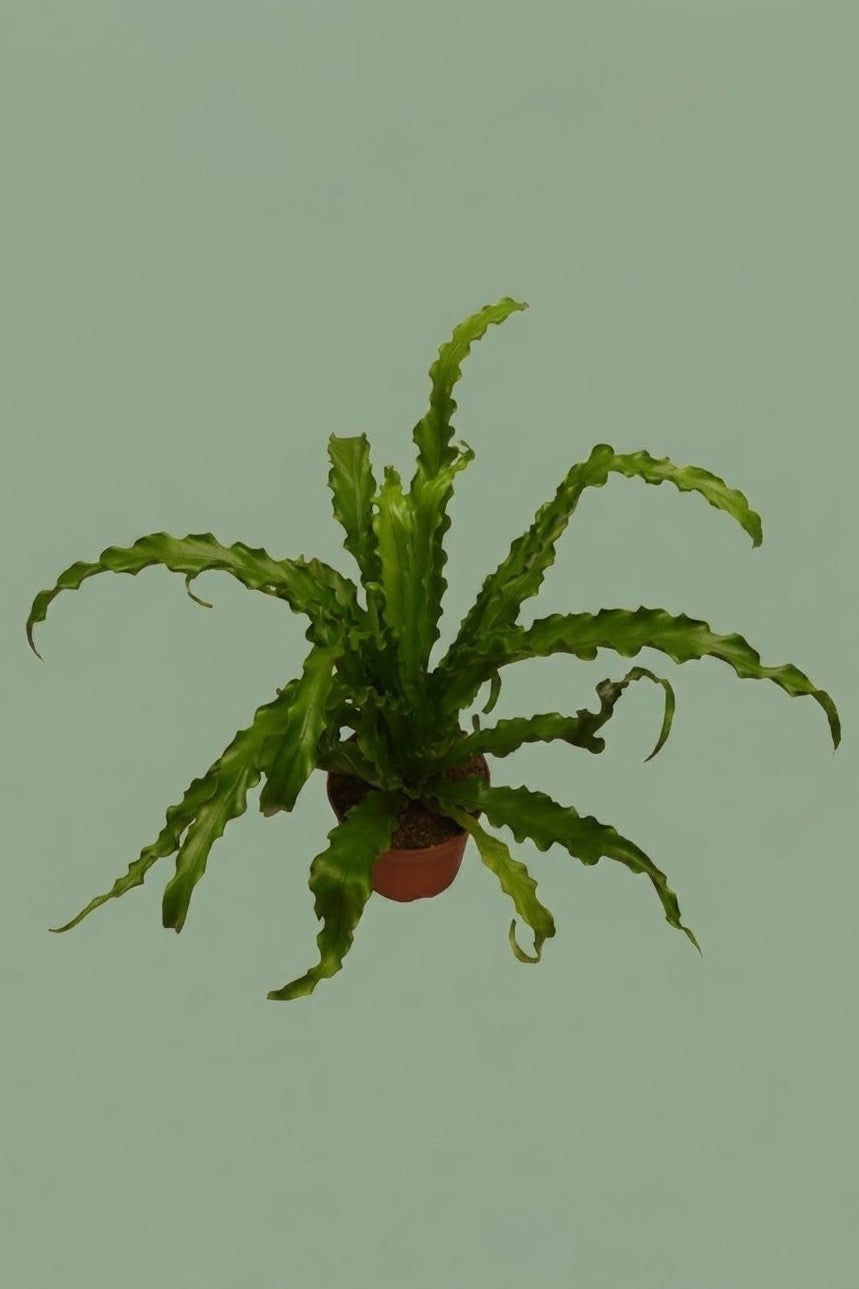 Pante d'intérieur verte : Asplenium Nidus Osaka