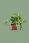 Pante d'intérieur verte : Pothos/Scindapsus