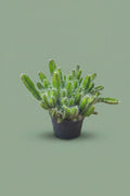 Pante d'intérieur verte : Cactus Hylocereus