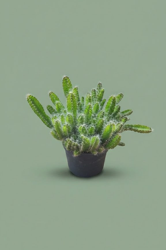 Pante d'intérieur verte : Cactus Hylocereus