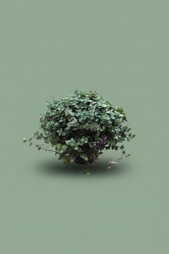 Pante d'intérieur verte : Callisia Tutle