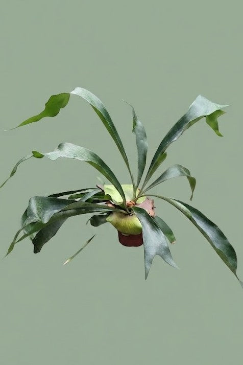 Pante d'intérieur verte : Platycérium