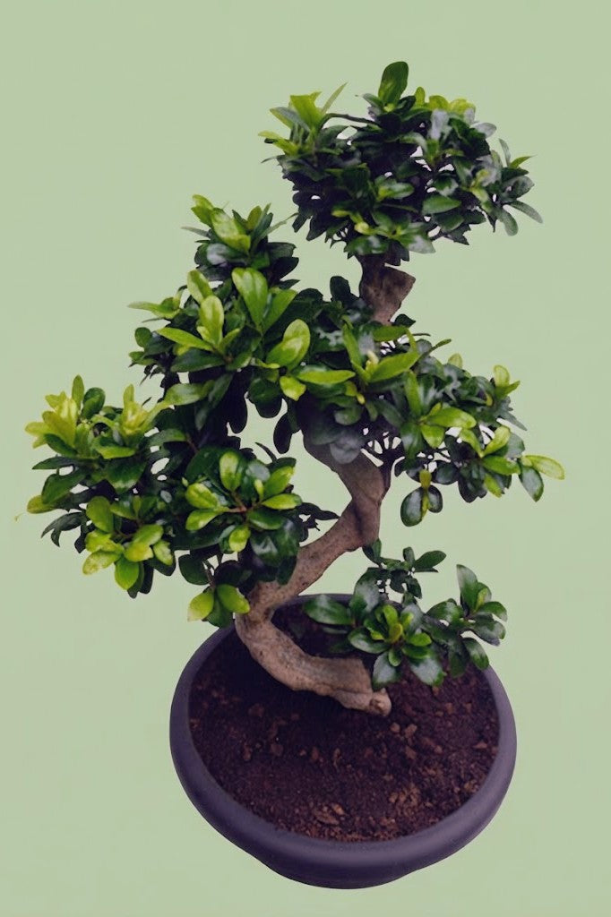 Pante d'intérieur verte : Bonsaï Ficus Microcarpa