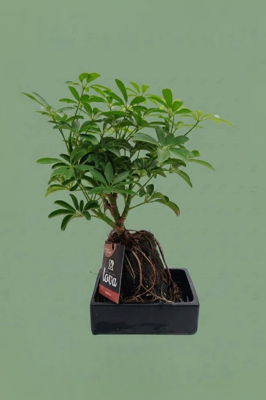 Pante d'intérieur verte : Bonsaï de Schefflera sur pierre de lave