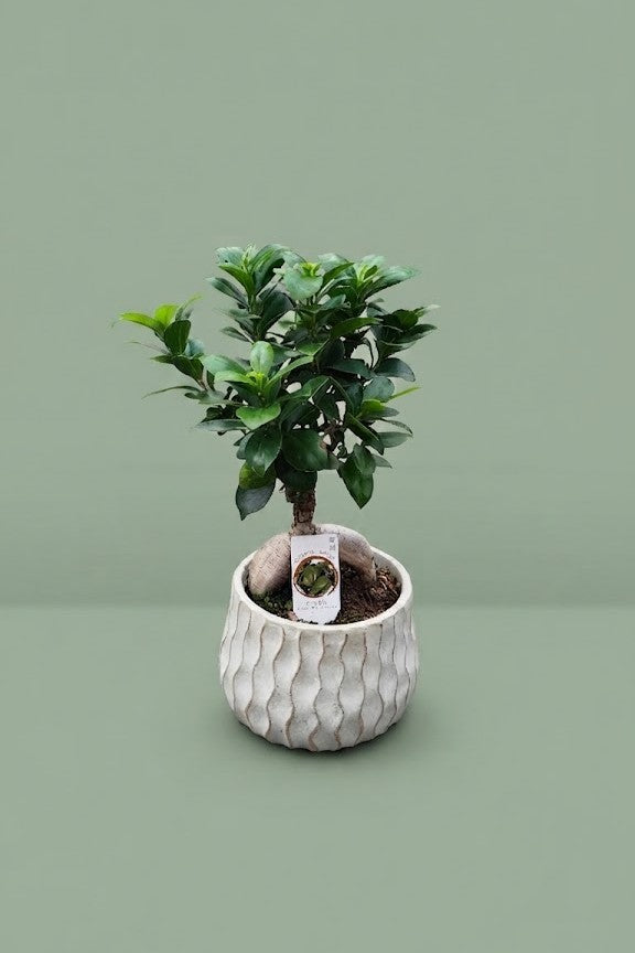 Pante d'intérieur verte : Bonsaï Ficus Microcarpa + pot