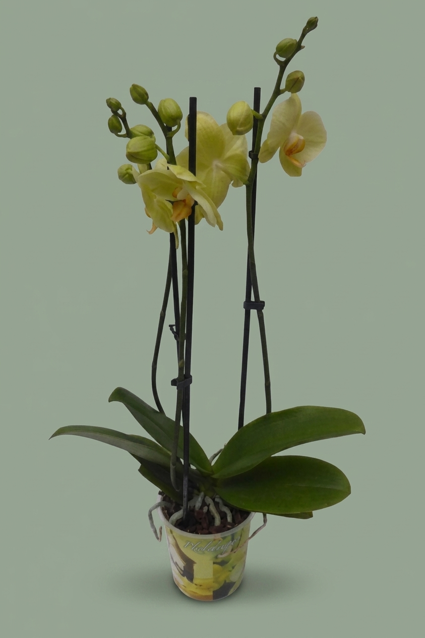 Plante orchidée colorée 001
