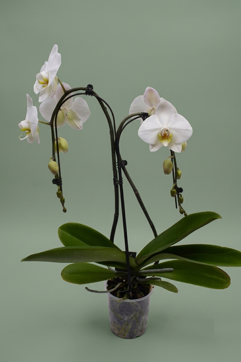 Plante orchidée ombrelle blanc 01