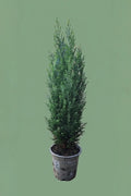 Sapin Chamaecyparis