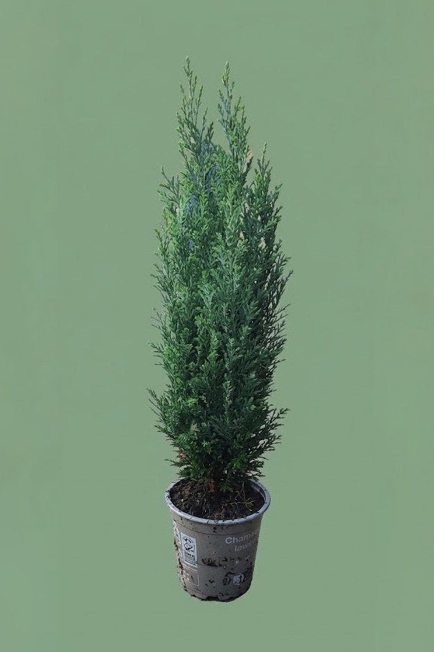 Sapin Chamaecyparis