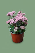 Sedum