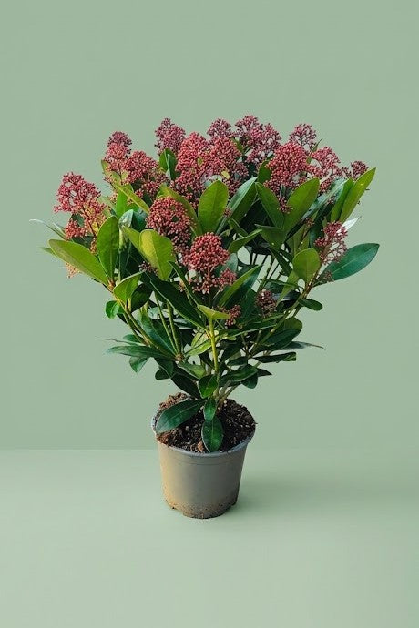 Skimmia Japonica