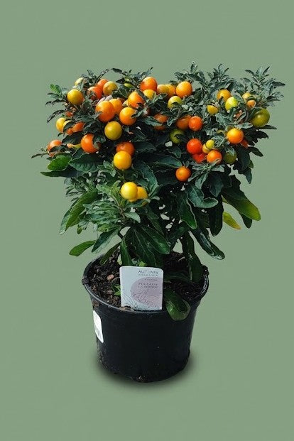 Solanum à baies orange S
