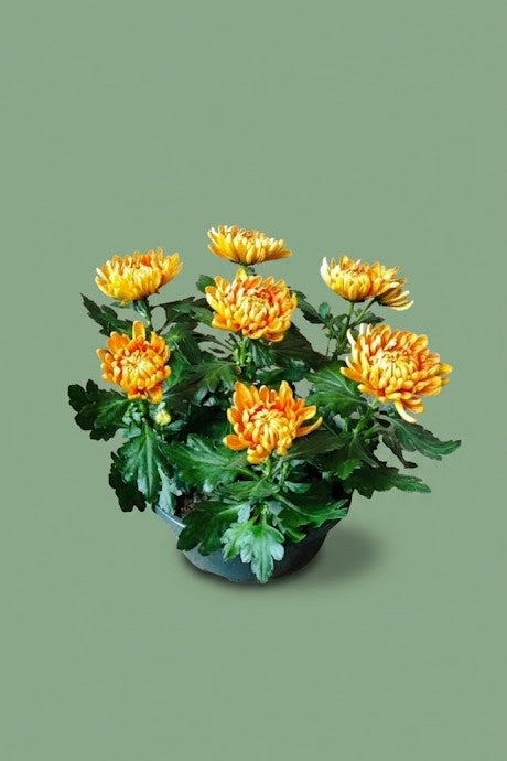 Chrysanthème dirigée