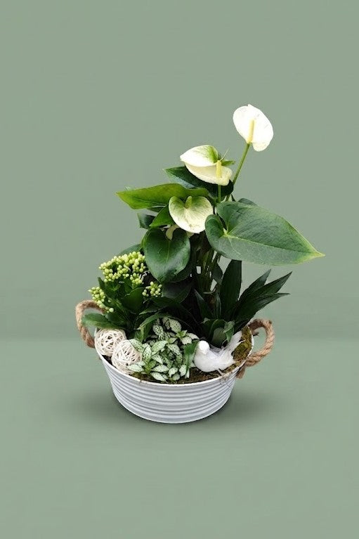 Montage de plantes d'intérieur 001