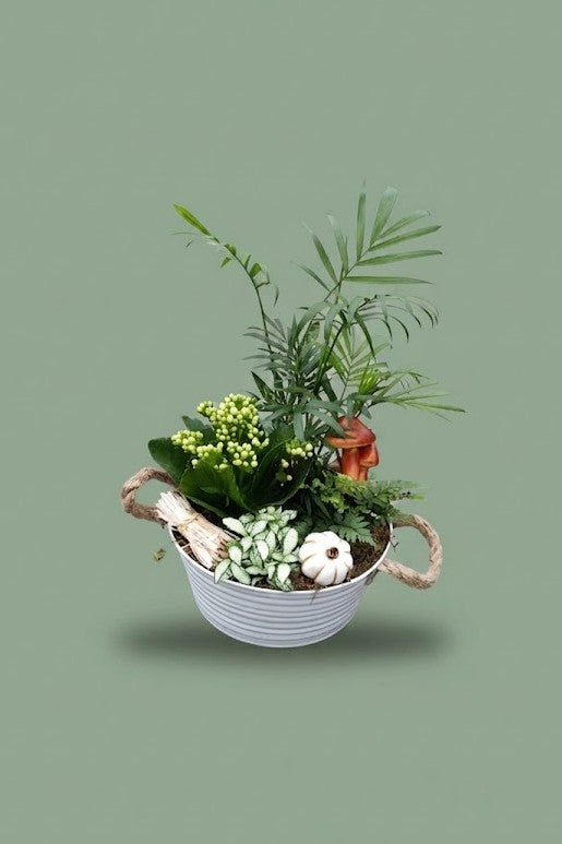 Montage de plantes d'intérieur 011