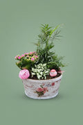 Montage de plantes d'intérieur 013