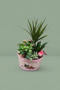 Montage de plantes d'intérieur 021