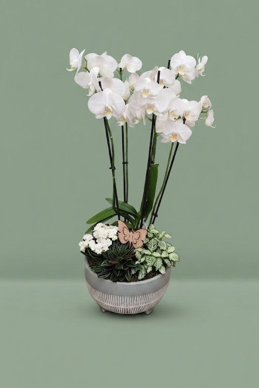 Montage de plantes d'intérieur avec orchidée 012
